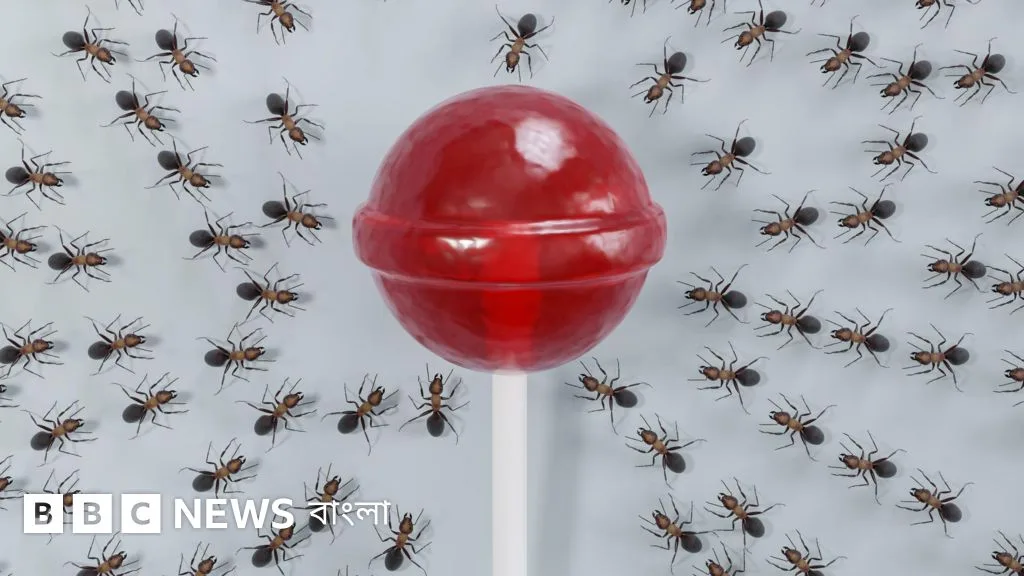 How do ants find sweets?