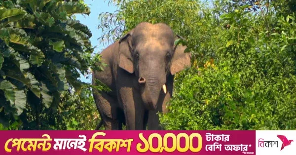 বিশ্ব হাতি দিবস: ৩০০টিরও কম বন্য হাতি নিয়ে সংকটে বাংলাদেশ