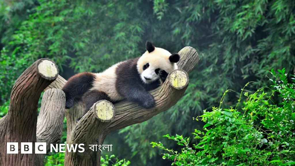 জায়ান্ট পান্ডা কেন কেবল চীনেই পাওয়া যায়?