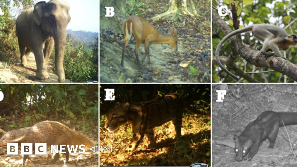 23 Mammal Species Identified in Inani National Park