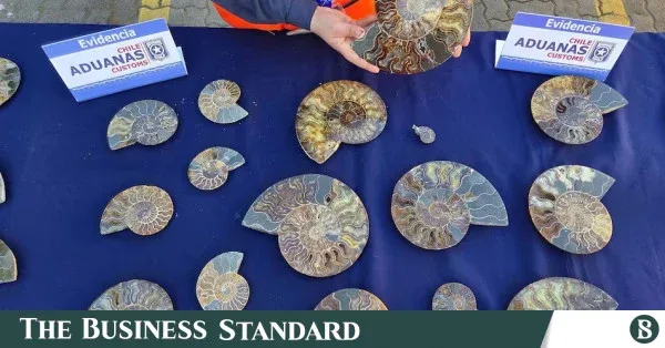 Chile seizes over 200 extinct mollusk fossils