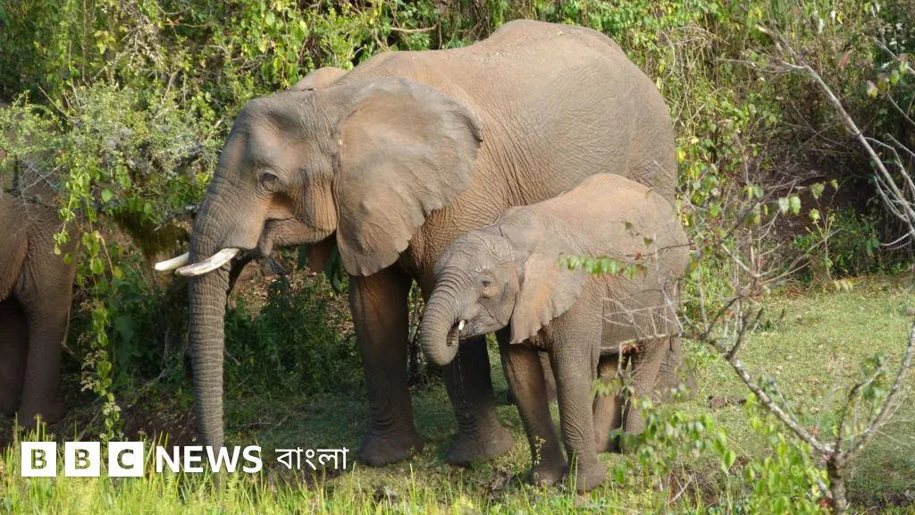 অসুস্থ হলে ঔষধি গাছ ব্যবহার করে হাতি, দাবি গবেষকদের