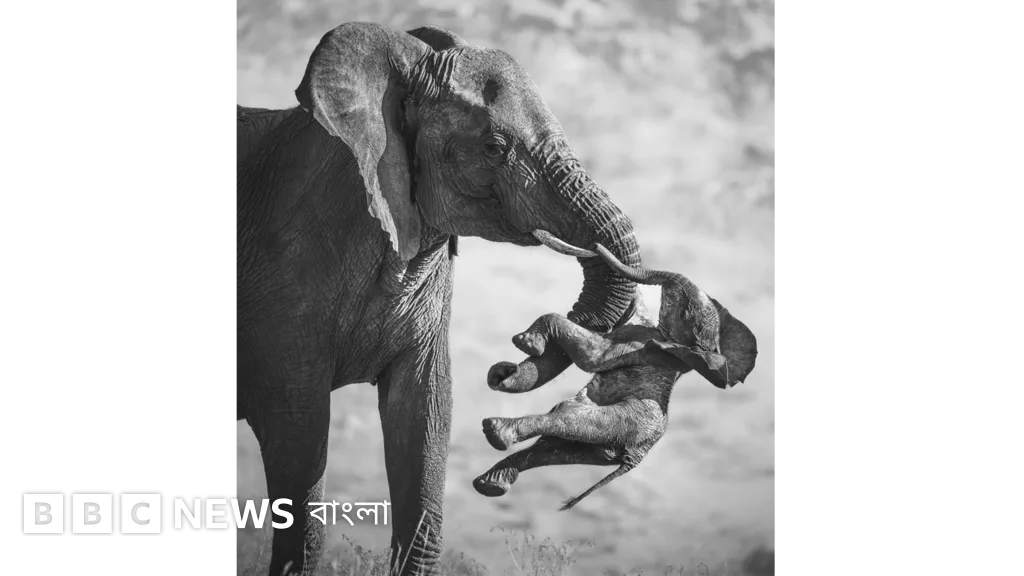 Winning Images of Wildlife Photographer of the Year 2026 Announced
