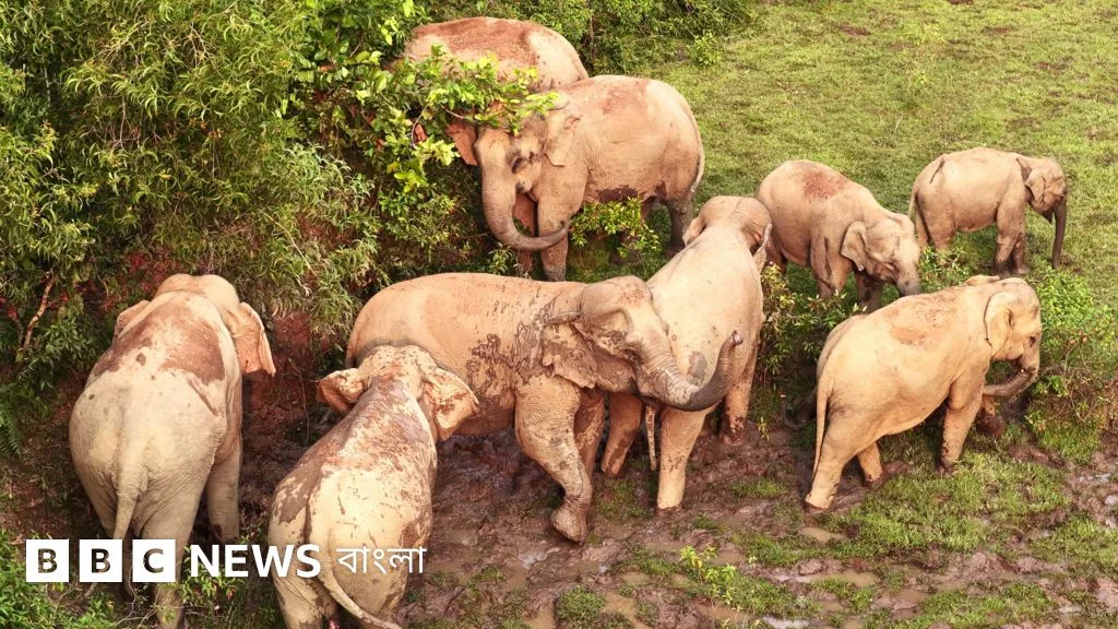 শেরপুর সীমান্তে আটকা ১৩০টি হাতি, ভারতের সাথে কূটনৈতিক আলোচনা