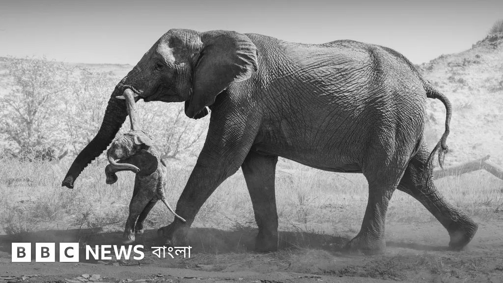 Rare footage captures elephant grieving for dead calf